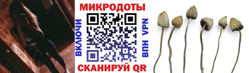 Купить где  Терек  Галлюциногенные грибы Psilocybine cubensis 
